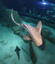 Aquarium de Paris - adulte